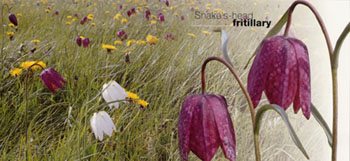 Fritillaries